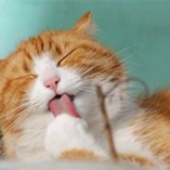 maladies de la peau chat